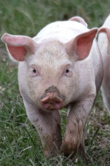 Pigs