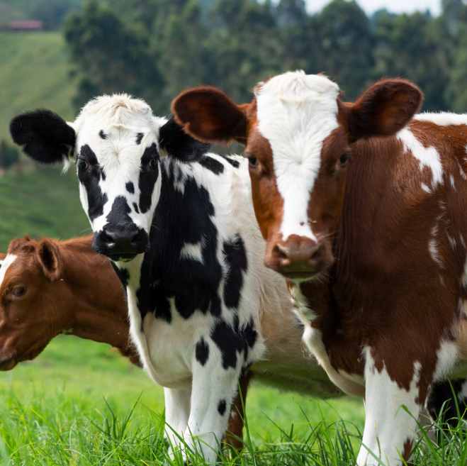 Cattle