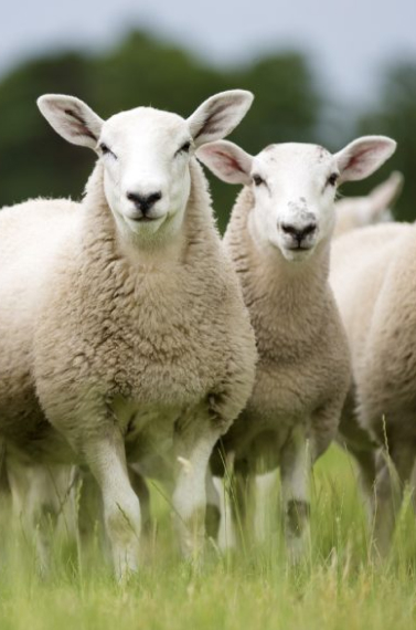 Sheep