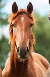 Horses